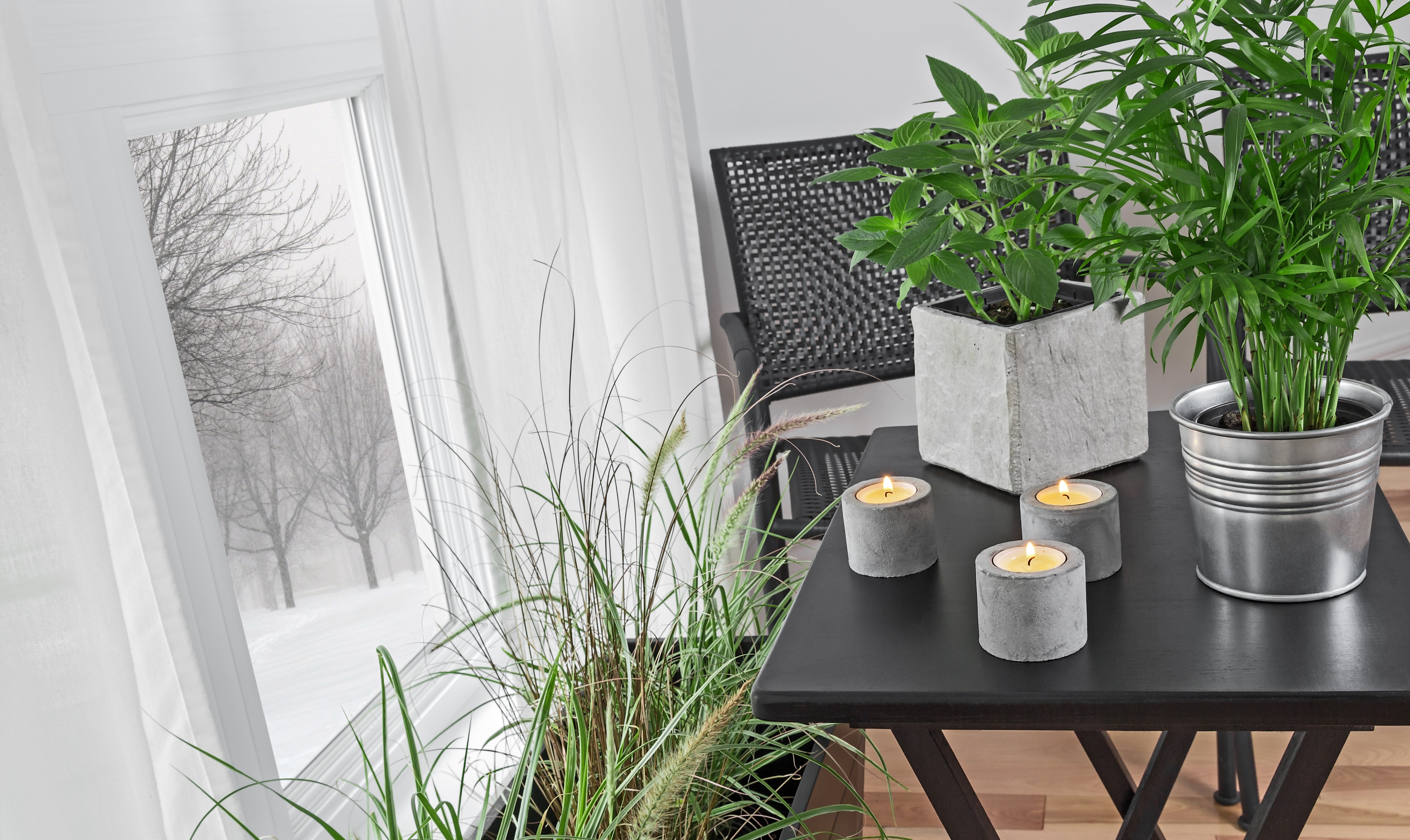 Home with green indoor plants during winter